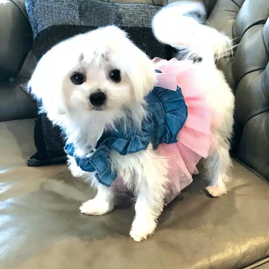 Annabelle AKC registered female