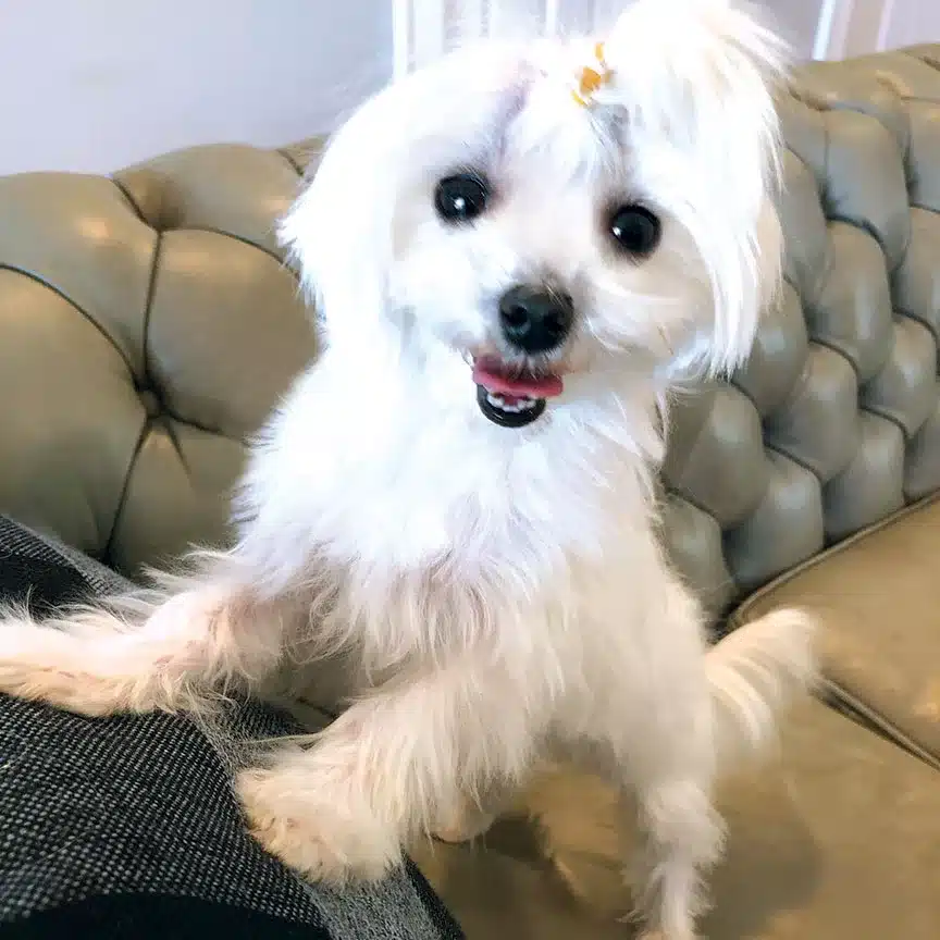Annabelle AKC registered female