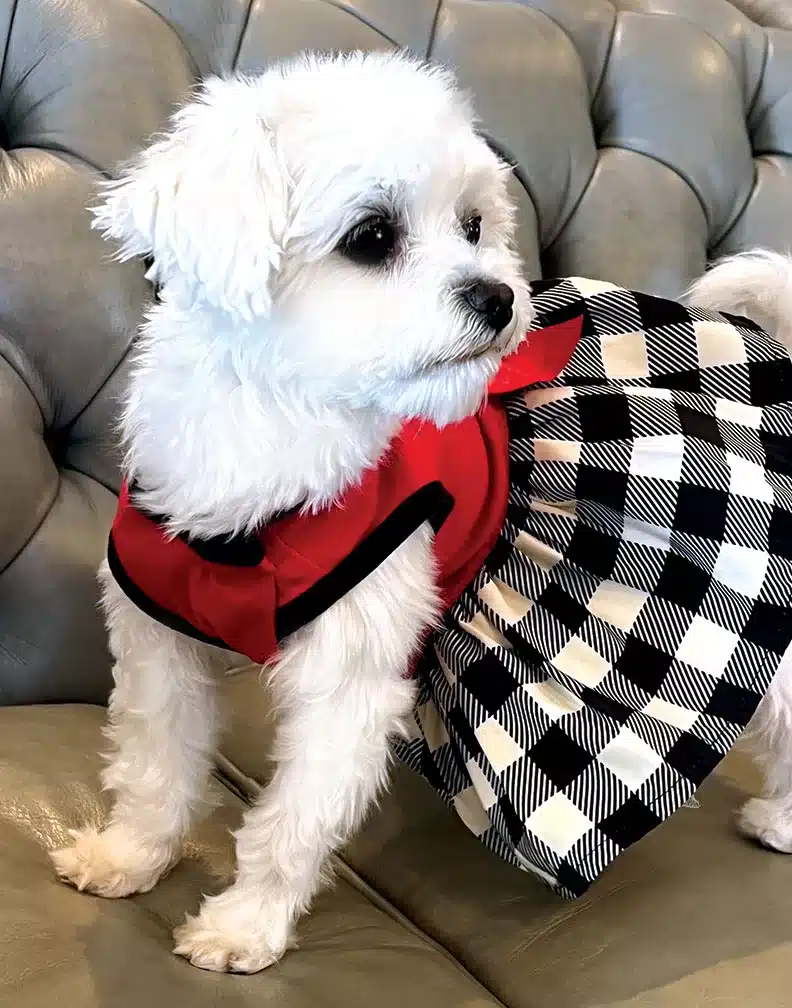 Baby Doll AKC registered female
