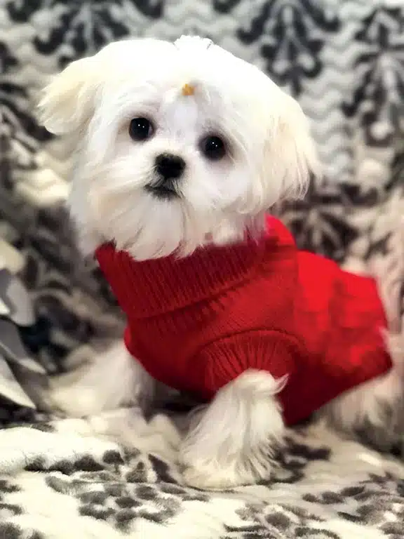 Castro non-AKC male puppy