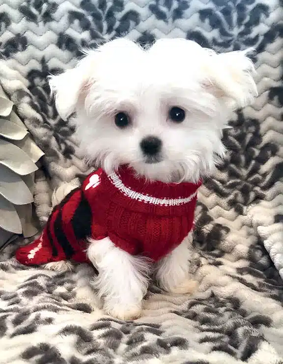 Dicocco non-AKC female