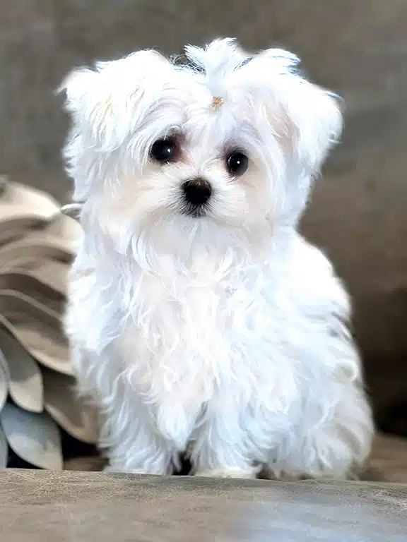 Maxwell AKC registered male puppy