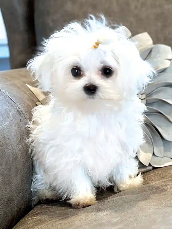 Folger AKC registered male puppy