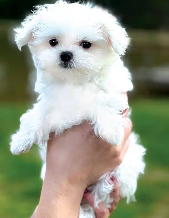 Davidson AKC registered male puppy