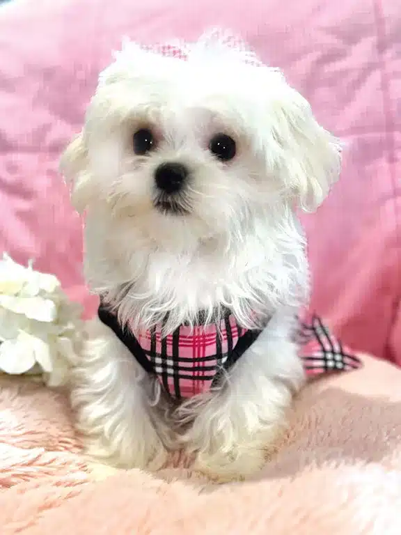 Porchia non-AKC female
