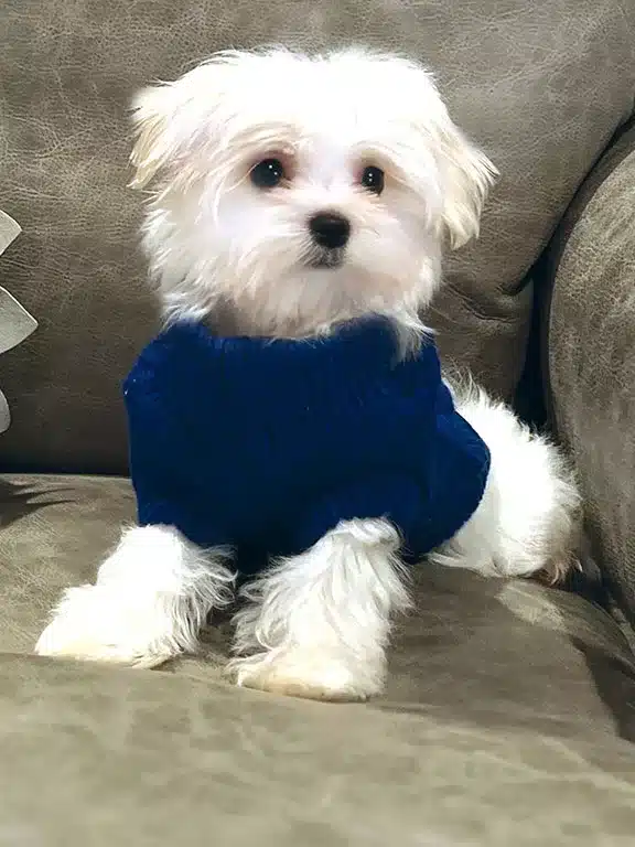 Rigo non-AKC male