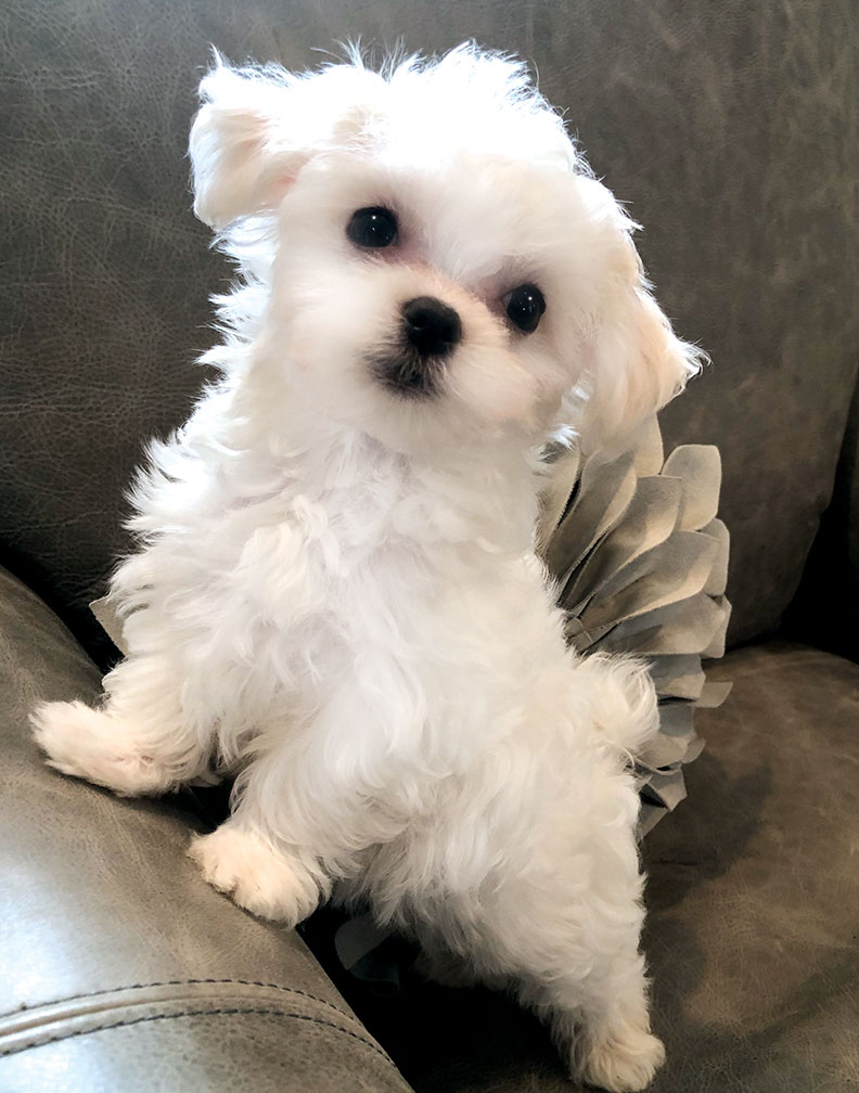 Cupcake Cupcake is an AKC registered female puppy