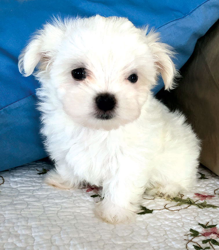 Puppies - Maltese at Oak Grove