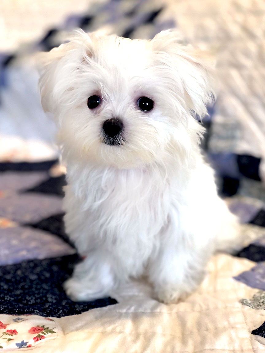 Giselle is an AKC registered Maltese little girl puppy.