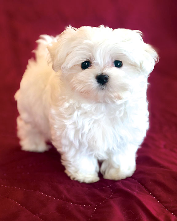 Cinderella is a tiny non-AKC Maltese girl.