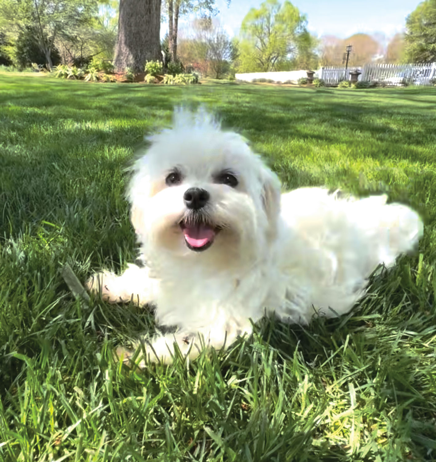 Q-tip is a beautiful AKC registered female Maltese adult Q-tip is a beautiful AKC registered female Maltese adult