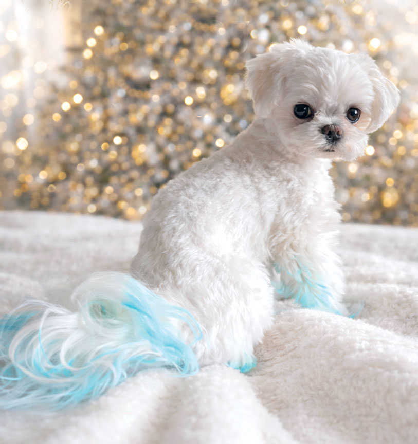 Barnaby’s Elegant Merry Christmas!