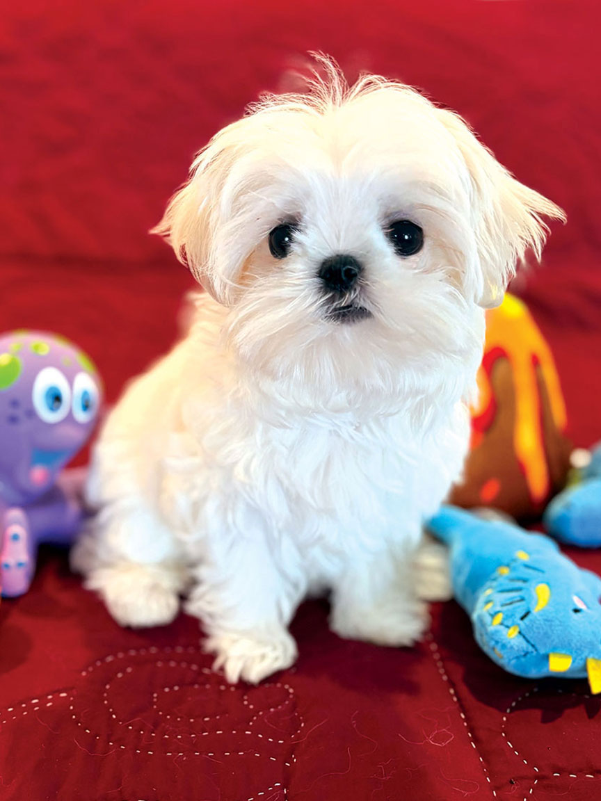 Tulip is an AKC registered female Korean Maltese